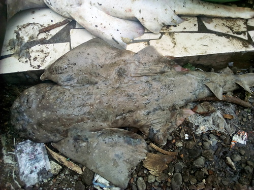 Smoothback Angelshark