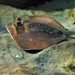Indian Ocean Blue-spotted Maskray - Photo (c) Delana, all rights reserved, uploaded by Delana