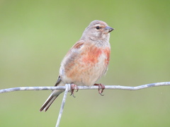 Eurasian Linnet - Photo (c) Chris Grindle, all rights reserved, uploaded by Chris Grindle