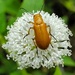 Nemognatha punctulata - Photo (c) Jeff Weber, todos los derechos reservados, subido por Jeff Weber