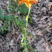 Lilium bulbiferum croceum - Photo (c) Maria Chiara Valenti, all rights reserved, uploaded by Maria Chiara Valenti