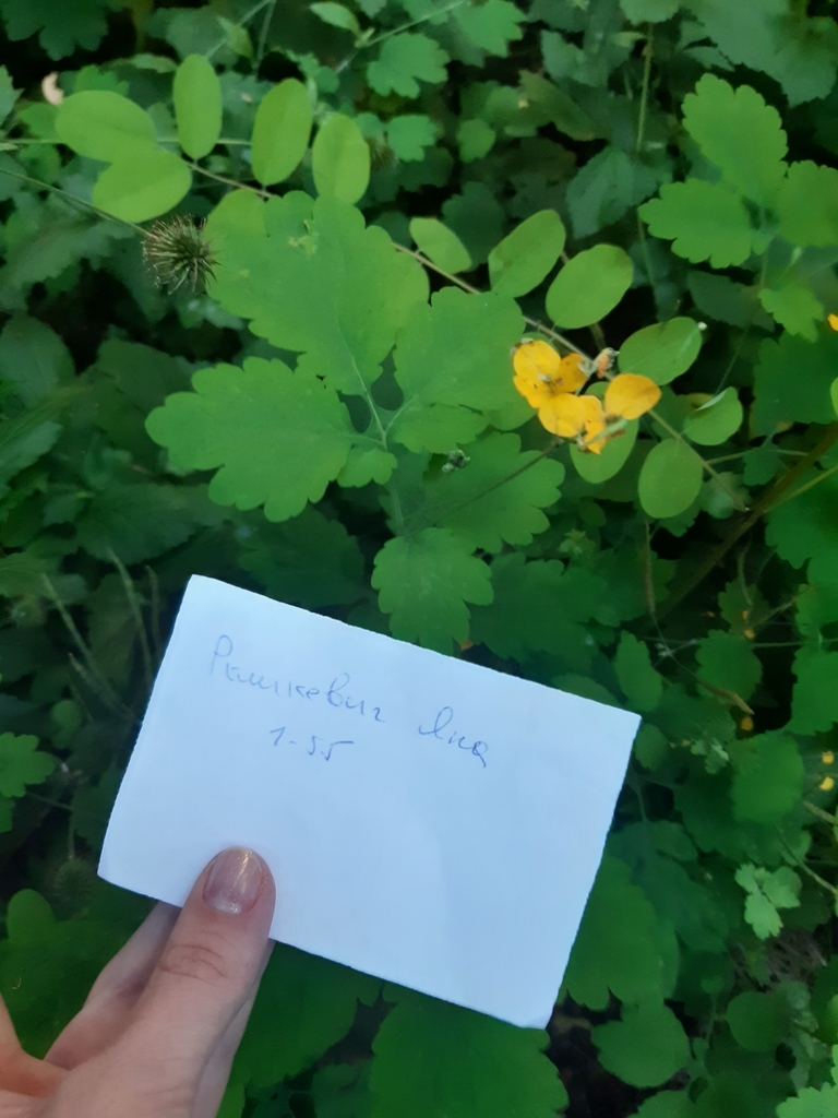 Greater celandine from Советский район, Минск, Беларусь on July 18 ...