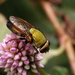 Isomyia - Photo (c) harum.koh, all rights reserved, uploaded by harum.koh