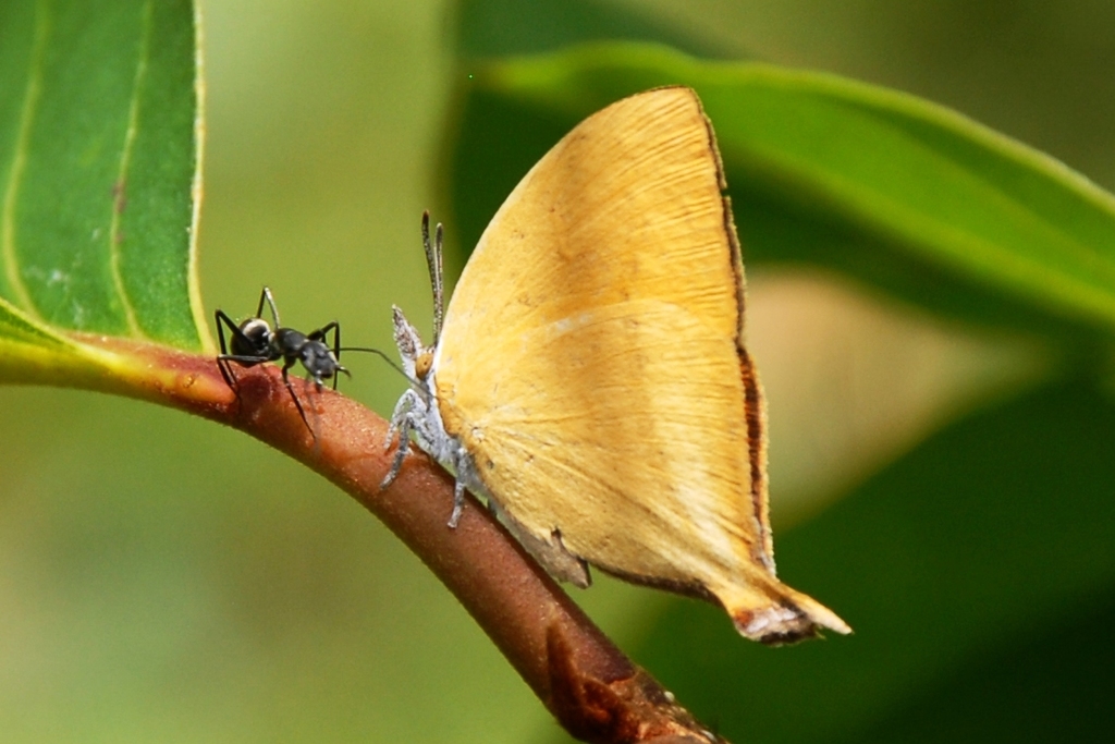 common-yamfly-from-sangkat-romonea-krong-saen-monourom-cambodia-on