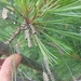 Neodiprion pinetum - Photo (c) Corey Pierce, כל הזכויות שמורות, הועלה על ידי Corey Pierce