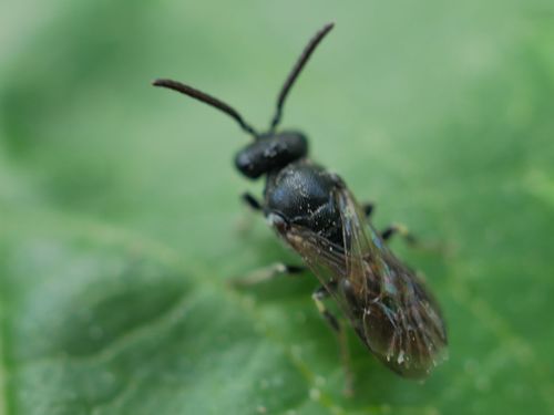 Hylaeus communis nuotrauka