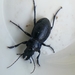 Carabus cicatricosus - Photo (c) Полина Софронова, all rights reserved, uploaded by Полина Софронова