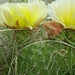 Opuntia polyacantha polyacantha - Photo (c) Mona Halvorsen, όλα τα δικαιώματα διατηρούνται, uploaded by Mona Halvorsen