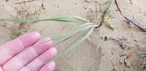 Bromus pumpellianus var. arcticus