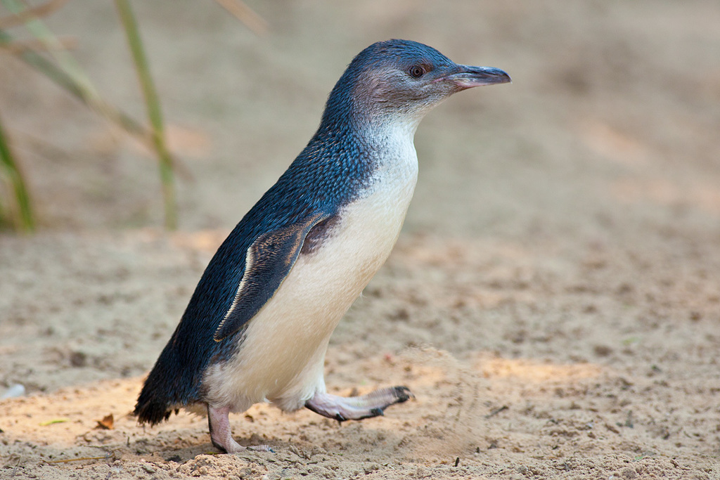 Pingüino Azul (Eudyptula minor) · Natusfera