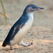 Pingüino Azul - Photo (c) fir0002, algunos derechos reservados (GFDL)