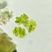 Dimorphococcus lunatus - Photo 由 Palina Balcevič 所上傳的 (c) Palina Balcevič，保留所有權利