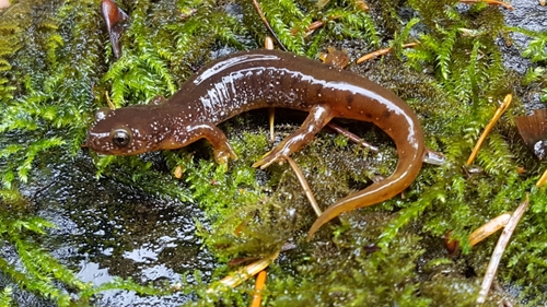 Olympic Torrent Salamander