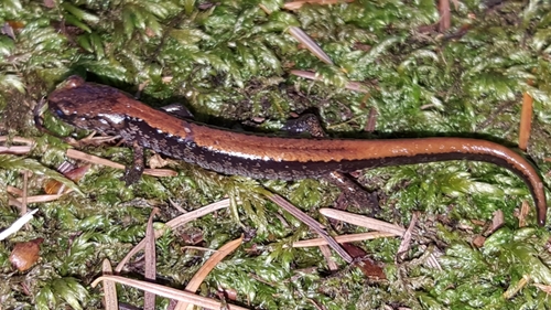 Larch Mountain Salamander