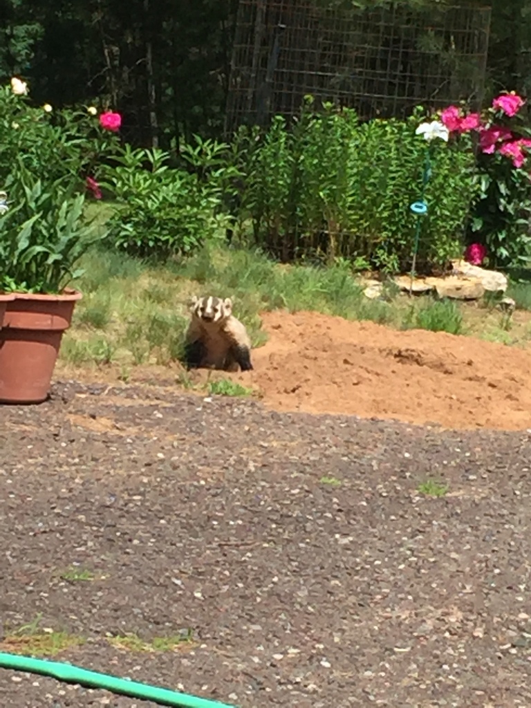 American Badger from W8729 Waite Dr, Minong, WI, US on June 18, 2017 at ...