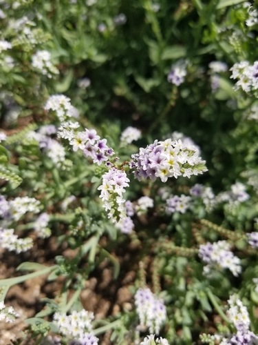 iNaturalist observation photo of alkali heliotrope