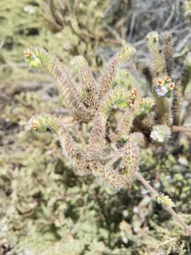 iNaturalist observation photo of branching phacelia