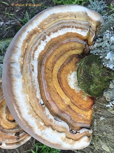 Ganoderma zonatum