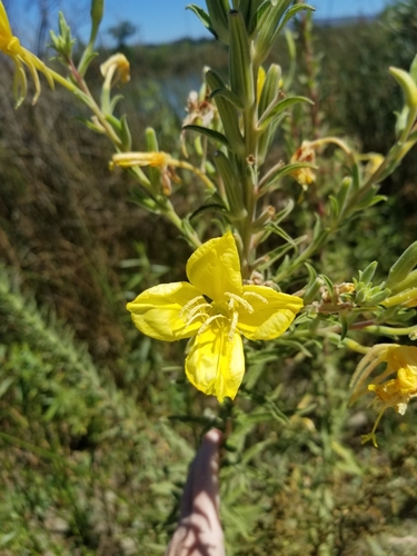 iNaturalist observation photo of tall evening primrose