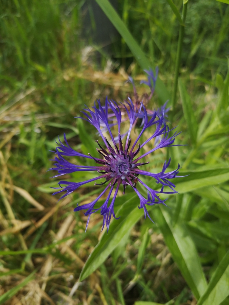 Perennial Cornflower from West Vancouver, BC, Canada on July 18, 2020