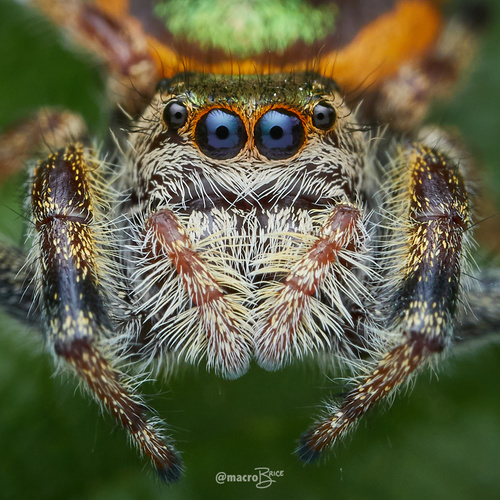 Golden Jumping Spider