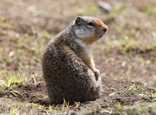 Columbian Ground Squirrel