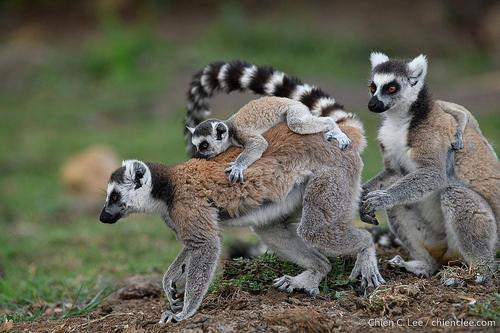 Ring-tailed Lemur