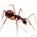 Camponotus ager - Photo (c) Stéphane De Greef, כל הזכויות שמורות, הועלה על ידי Stéphane De Greef