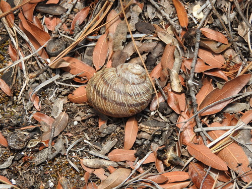Humboldtiana nuevoleonis