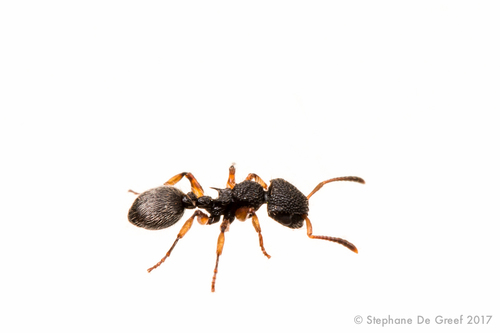 Procryptocerus beltiProcryptocerus belti