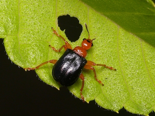Genus Tomapoderus · iNaturalist