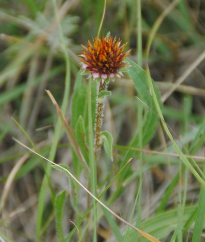narrow-leaved purple coneflower