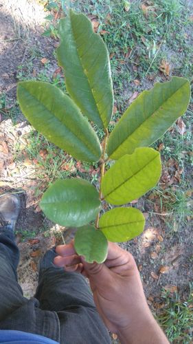 Andira galeottiana