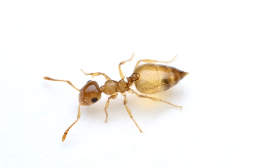 Crematogaster missouriensisCrematogaster missouriensis