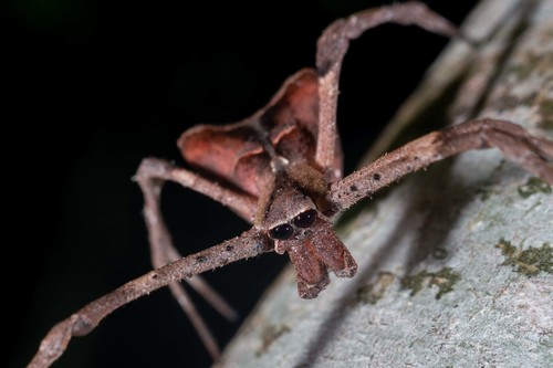 Asianopis aurita