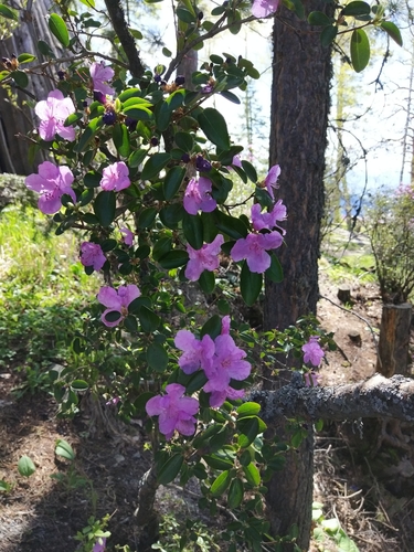 Daurian Rhododendron