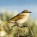 Singing Honeyeater - Photo (c) andrew_mc, all rights reserved