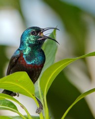 Anjouan Sunbird