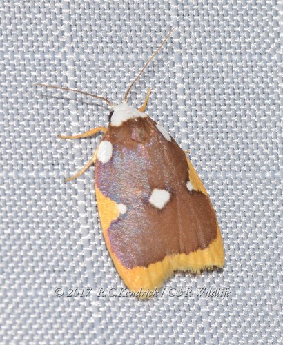 Lobobasis niveimaculata Hampson, 1896