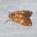 Lichen Moths - Photo (c) Roger C. Kendrick, all rights reserved, uploaded by Roger C. Kendrick