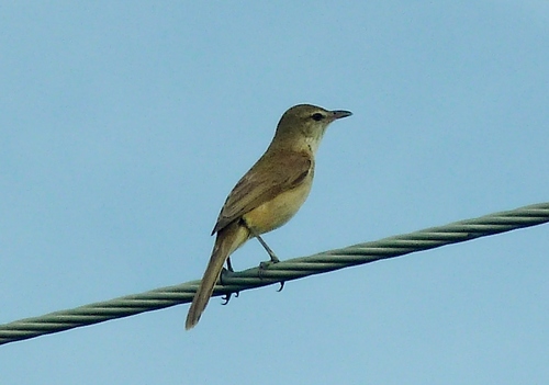 Clamorous Reed Warbler