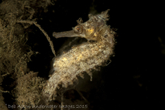 Hippocampus procerus