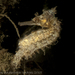 Hippocampus procerus - Photo (c) Deb Aston, todos los derechos reservados, subido por Deb Aston