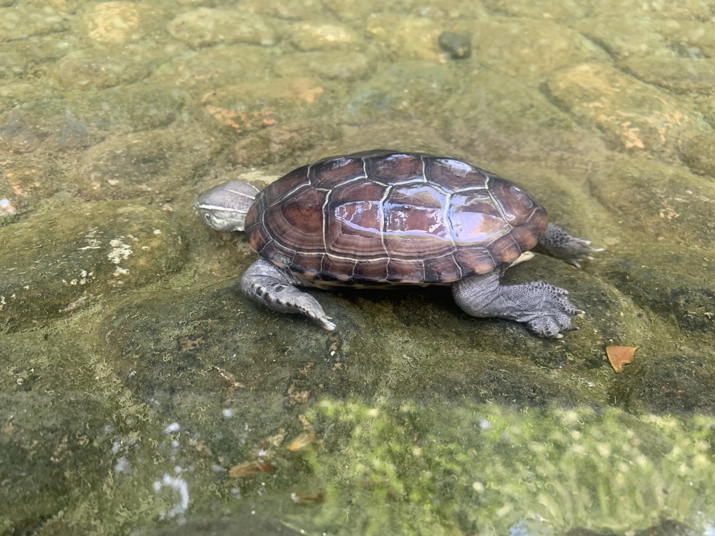 Chinese Pond Turtle in July 2020 by Alexander Robin · iNaturalist