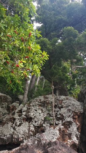 Ochrosia kilneri
