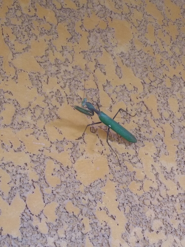 Giant African Mantis
