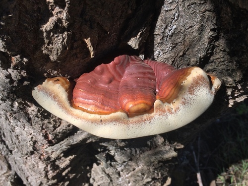 Ganoderma resinaceum