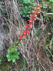 Echeveria bicolor image