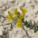 Linaria cretacea - Photo (c) Max Parkhomenko, todos los derechos reservados, subido por Max Parkhomenko
