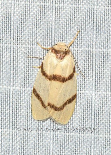 Padenia sordida